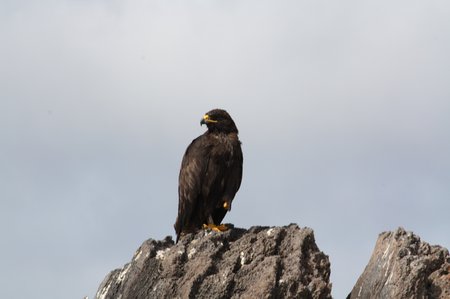 Galapagos Habicht