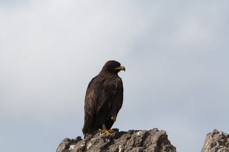 Galapagos Habicht