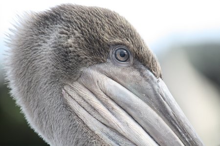 Galapagos Pelikane