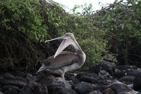 Galapagos Pelikane