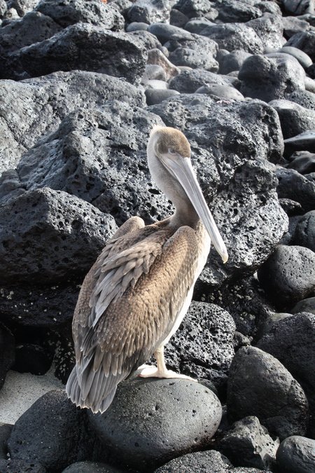 Galapagos Pelikane