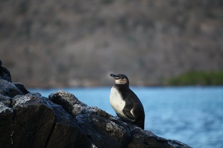 Galapagos Pinguine