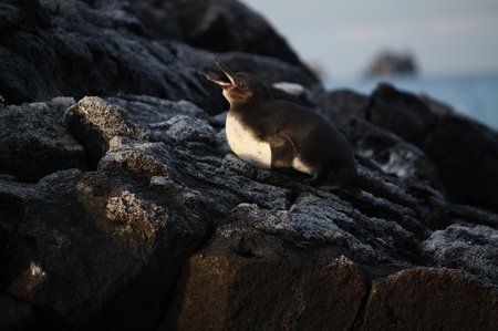 Galapagos Pinguine