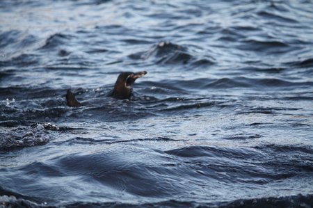 Galapagos Pinguine