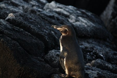 Galapagos Pinguine